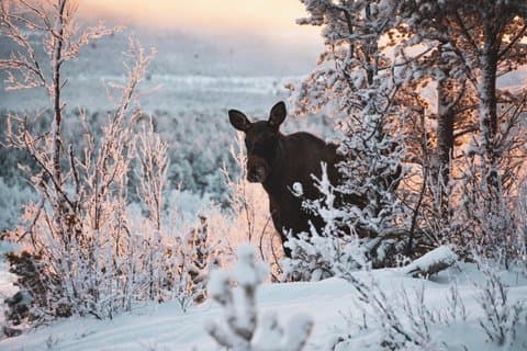 Levi Wildlife and Moose Tour