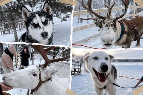 Ultimate Combo! Husky Safari & Reindeer Sleigh Ride