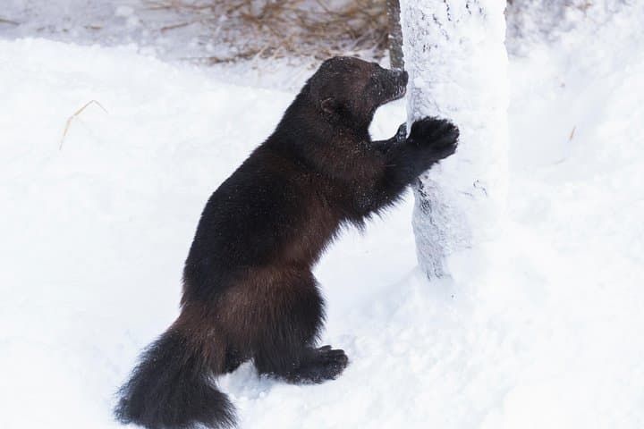 Wolverine