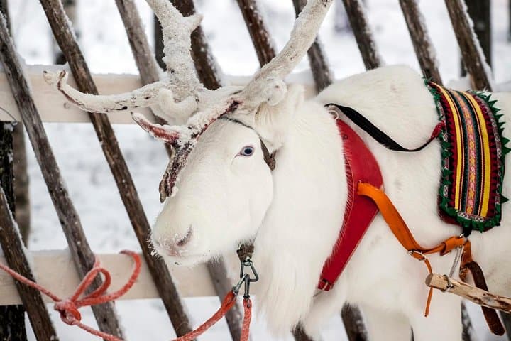 White reindeer