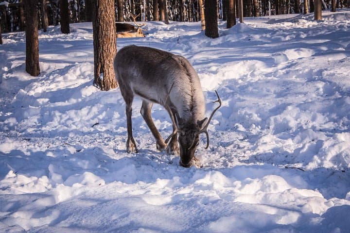 Ranua Zoo Trip from Rovaniemi with lunch