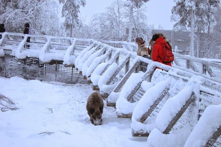 Private Guided Lapland Ranua Zoo tour from Rovaniemi