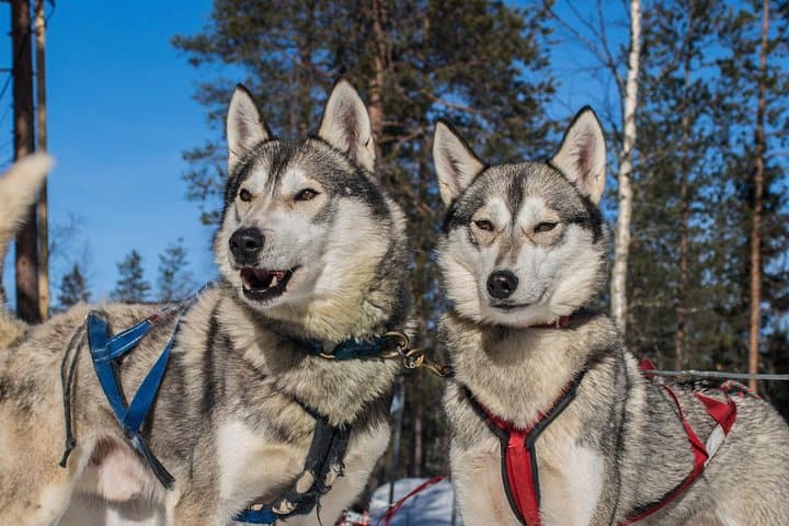 Lapland Reindeer and Husky Safari from Rovaniemi