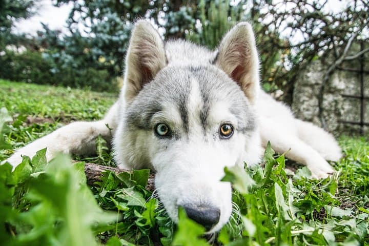 A Husky Walk To Remember In Lapland