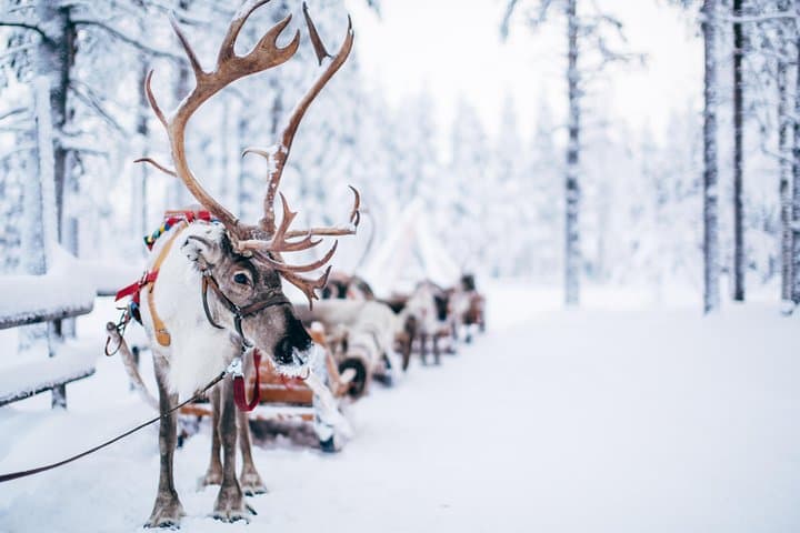 Lapland Reindeer Safari from Rovaniemi