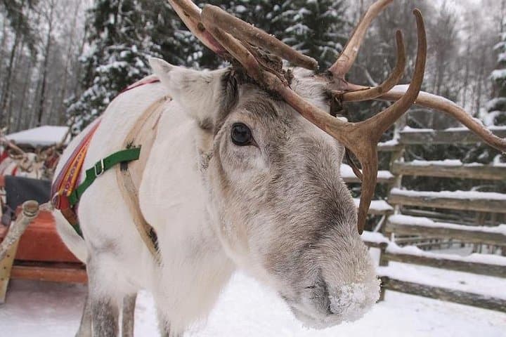 Reindeer