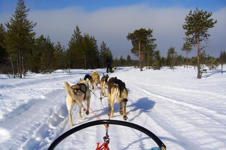 Enjoy the husky ride