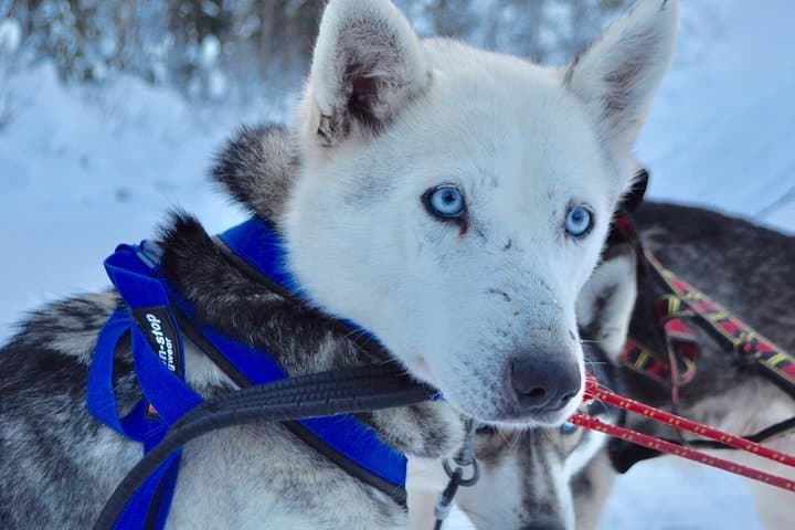 Group tour in Lapland