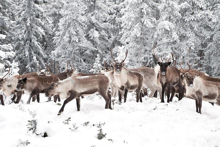 Rovaniemi Reindeer Farm visit and Safari