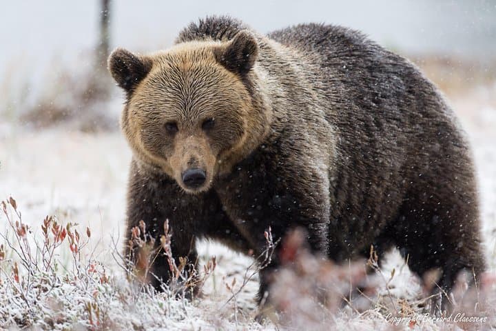 Bear Photography on Autumn