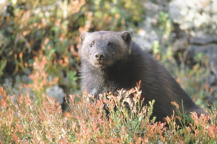 Bear Photography on Autumn