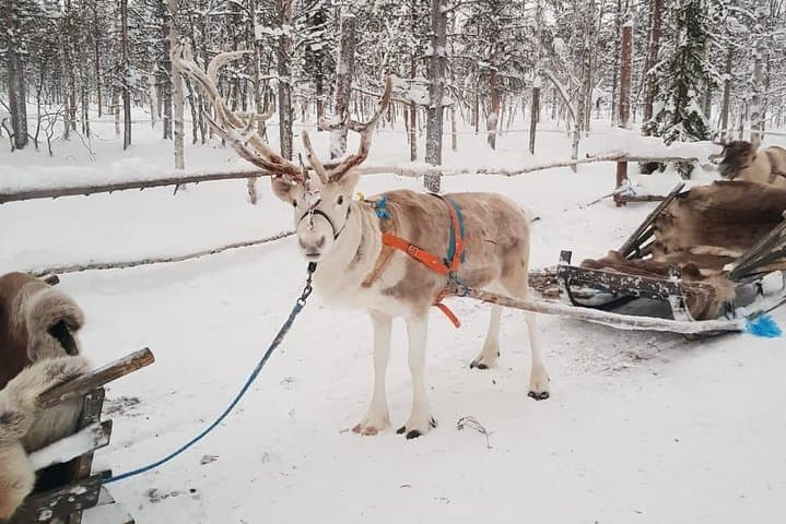 Lapland Reindeer and Husky Safari from Levi