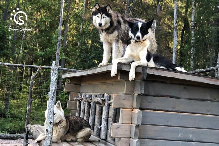 Husky Wolfpack Visit with Love
