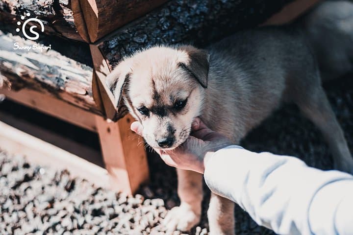 Husky Wolfpack Visit with Love