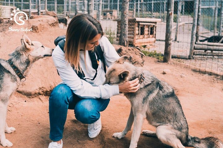 Husky Wolfpack Visit with Love
