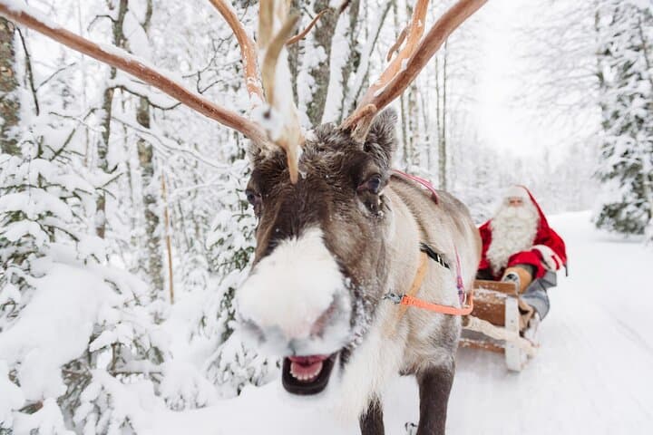 Santa's Premium: Reindeer, Husky, Buffet, Photo, Hotel Transfer