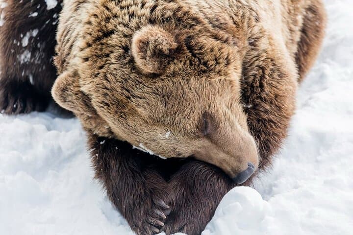 Ranua Zoo Family Tour from Rovaniemi