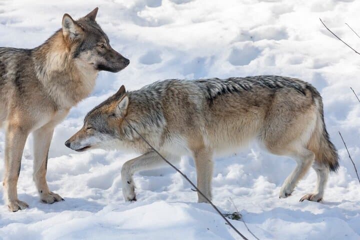 Ranua Zoo Family Tour from Rovaniemi
