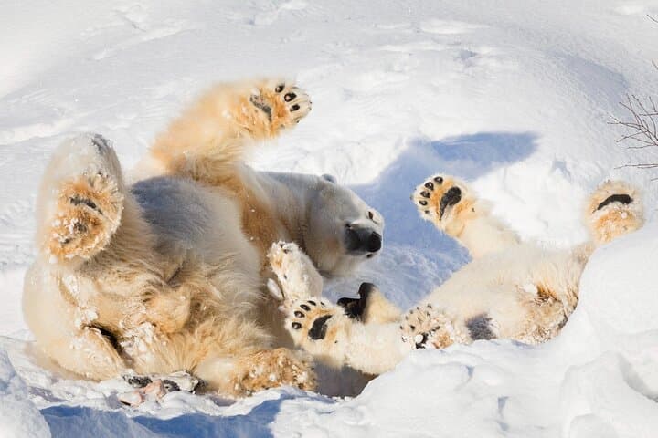 RANUA wildlife park