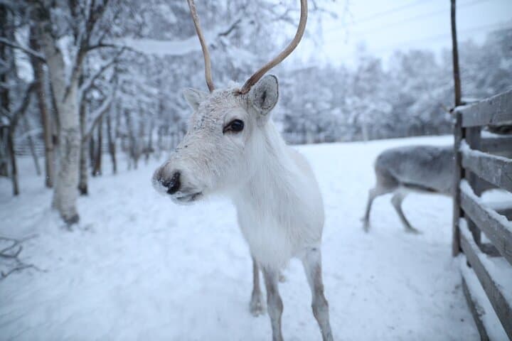 Local Reindeer Farm Visit & Short Sledge Ride