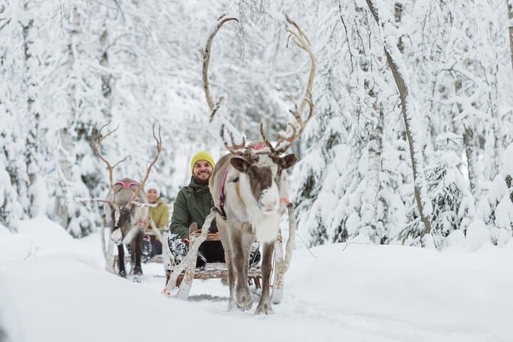 Reindeer Experience with Sledge Ride in Levi