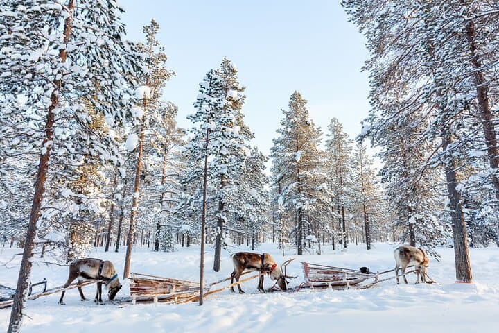 Reindeer Experience with Sledge Ride in Levi