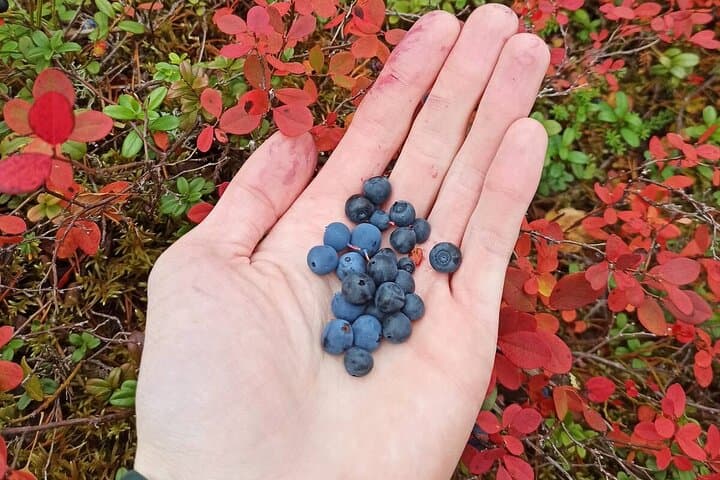 Wild Forest Berries and Mushrooms Picking Tour