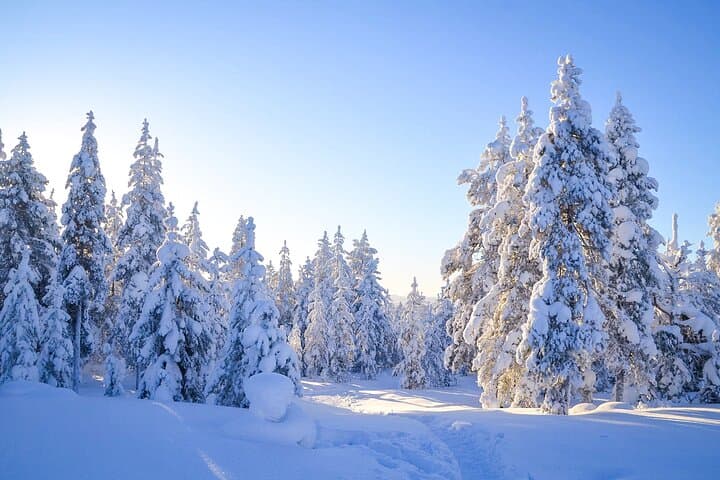Winter in Taiga forest...