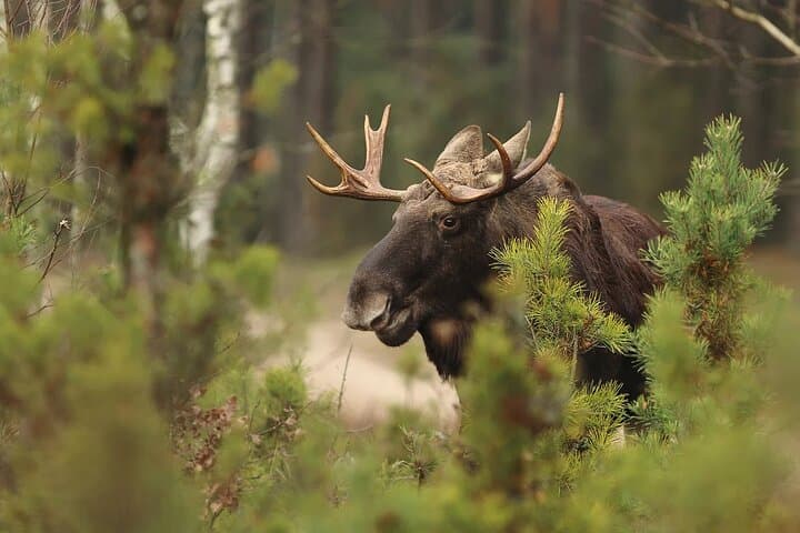 Small-Group Moose Wild Safari from Rovaniemi