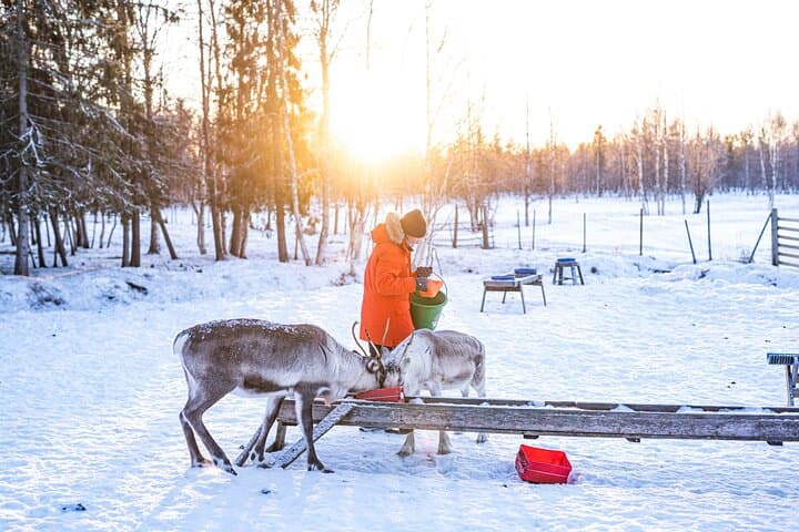 Half-Day Experience in Local reindeer farm in Lapland