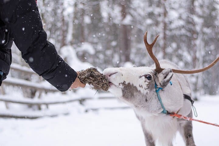 Half-Day Experience in Local reindeer farm in Lapland