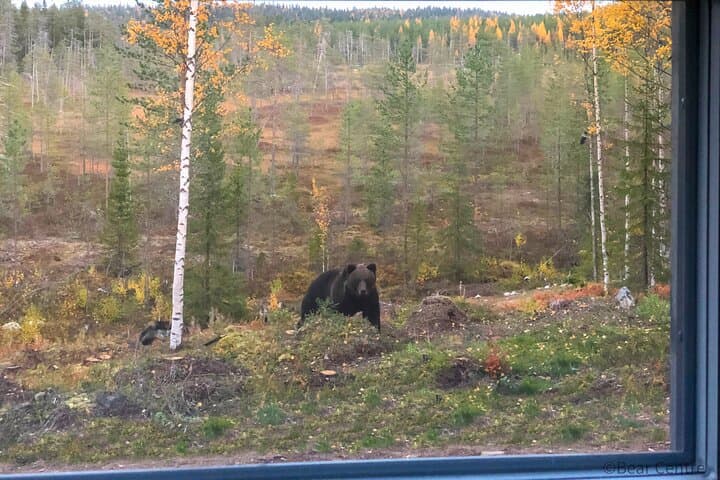 Bear Watching, night trip
