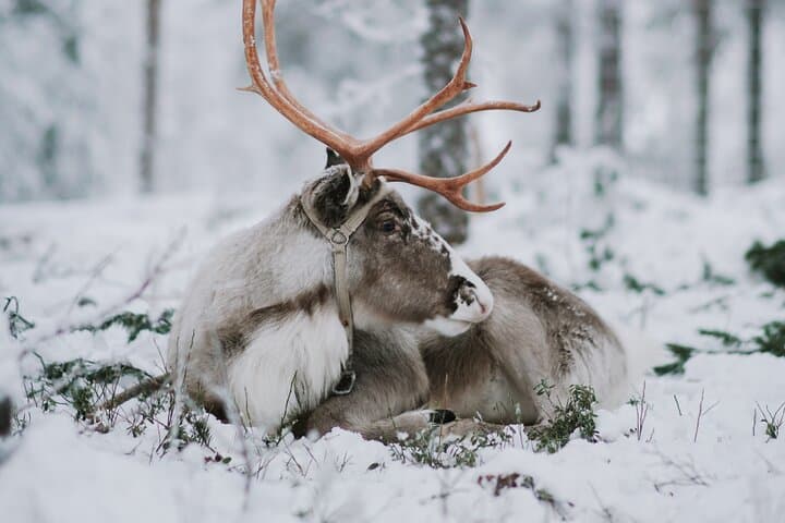 Family day: Reindeer, Husky and Snowmobiling in Levi