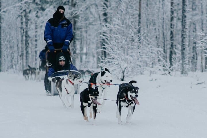 Family day: Reindeer, Husky and Snowmobiling in Levi