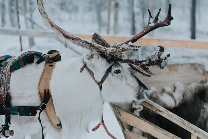 Family day: Reindeer, Husky and Snowmobiling in Levi