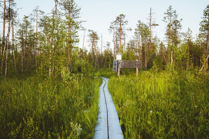 2.5 Hours Hike in Vaattunkikongas Forest Trail