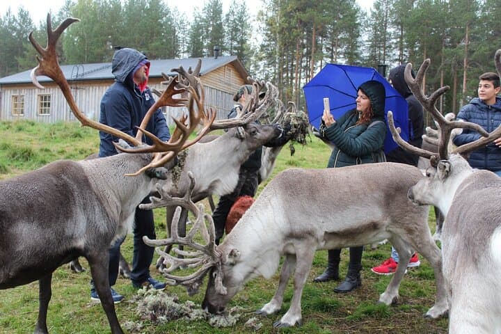 Summer Traditional Reindeer Farm Tour in Rovaniemi