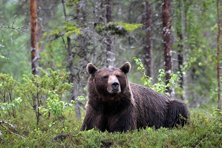 Guaranteed Lapland Bear-Watching Evening Experience