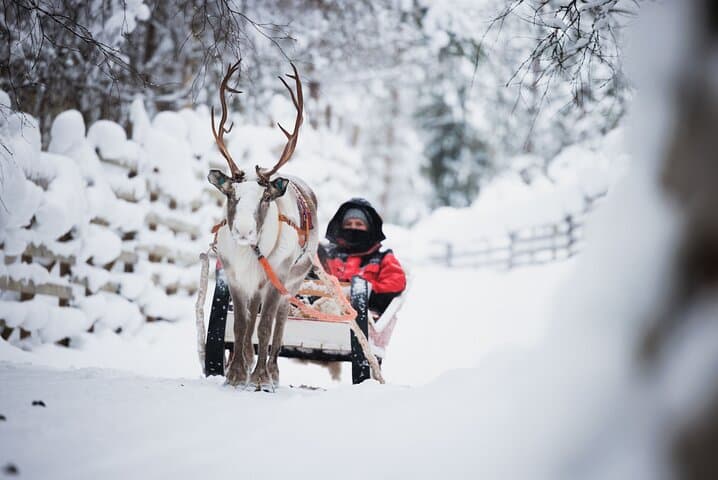 Husky and Reindeer Experience in Levi