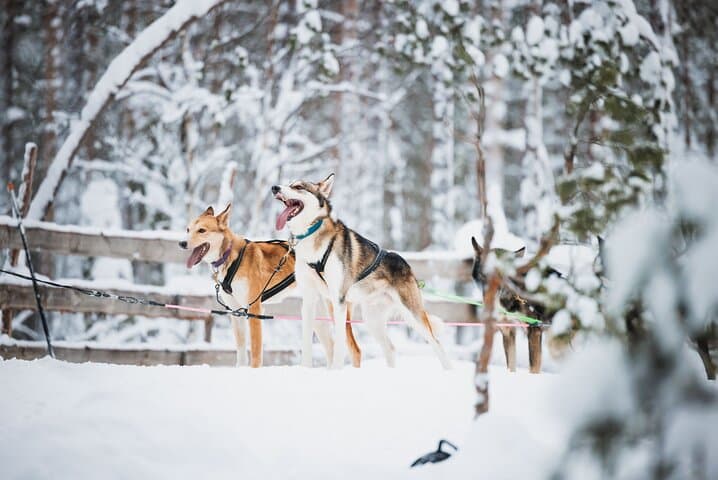 Husky and Reindeer Experience in Levi
