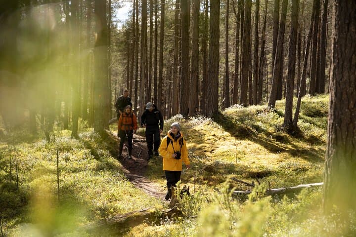 Arctic Hiking with Lappish Dogs