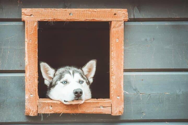 Autumn Husky Ride on Wheels, Apukka Resort Rovaniemi