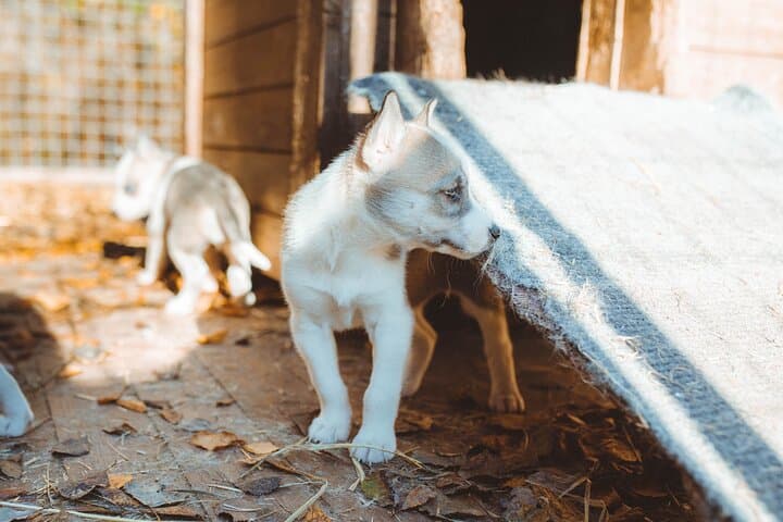 Husky Farm Visit in Rovaniemi