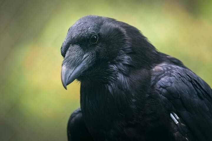 Raven