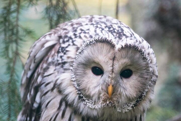 Owl family member