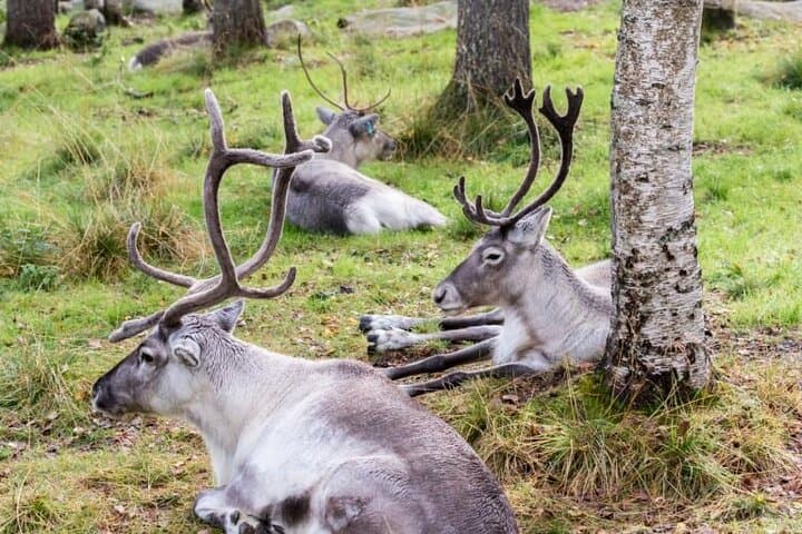 Wild reindeer