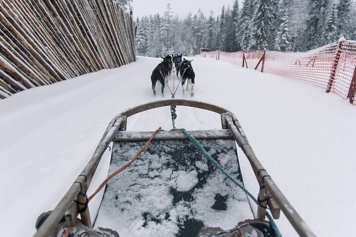 Husky Sledding Ride in Levi