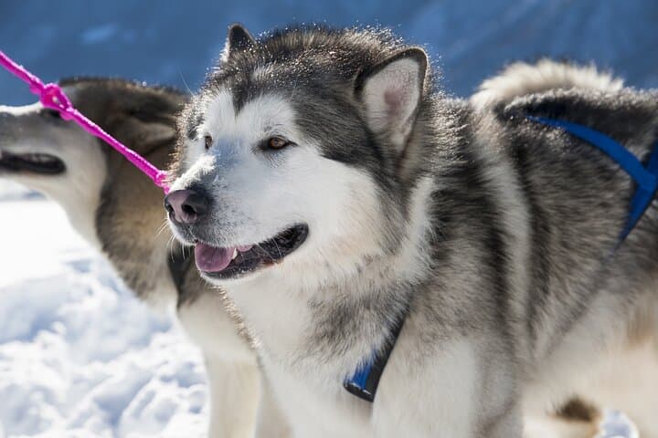 Husky Sledding Ride in Levi