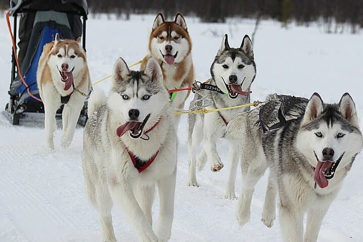 Husky Sledding Ride in Levi