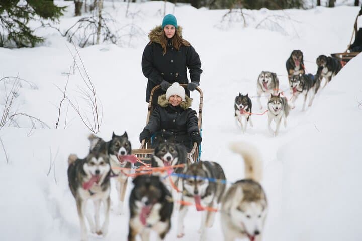 GREAT HUSKIES@VISITROVANIEMI